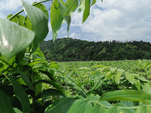 科研機構與中醫(yī)藥產(chǎn)業(yè)聯(lián)姻 祁門縣以中草藥科技咨詢力促高質量發(fā)展